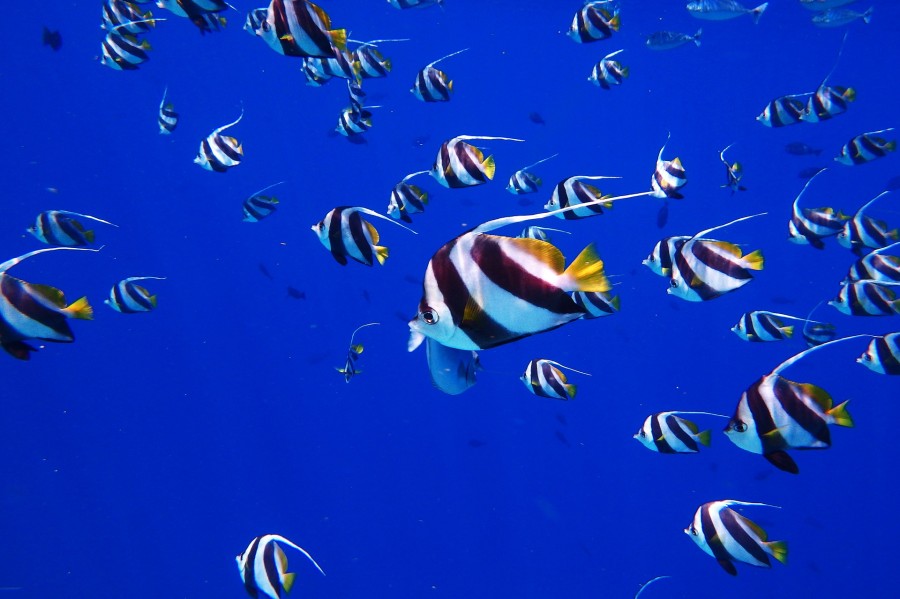 mnemba-snorkeling-tour