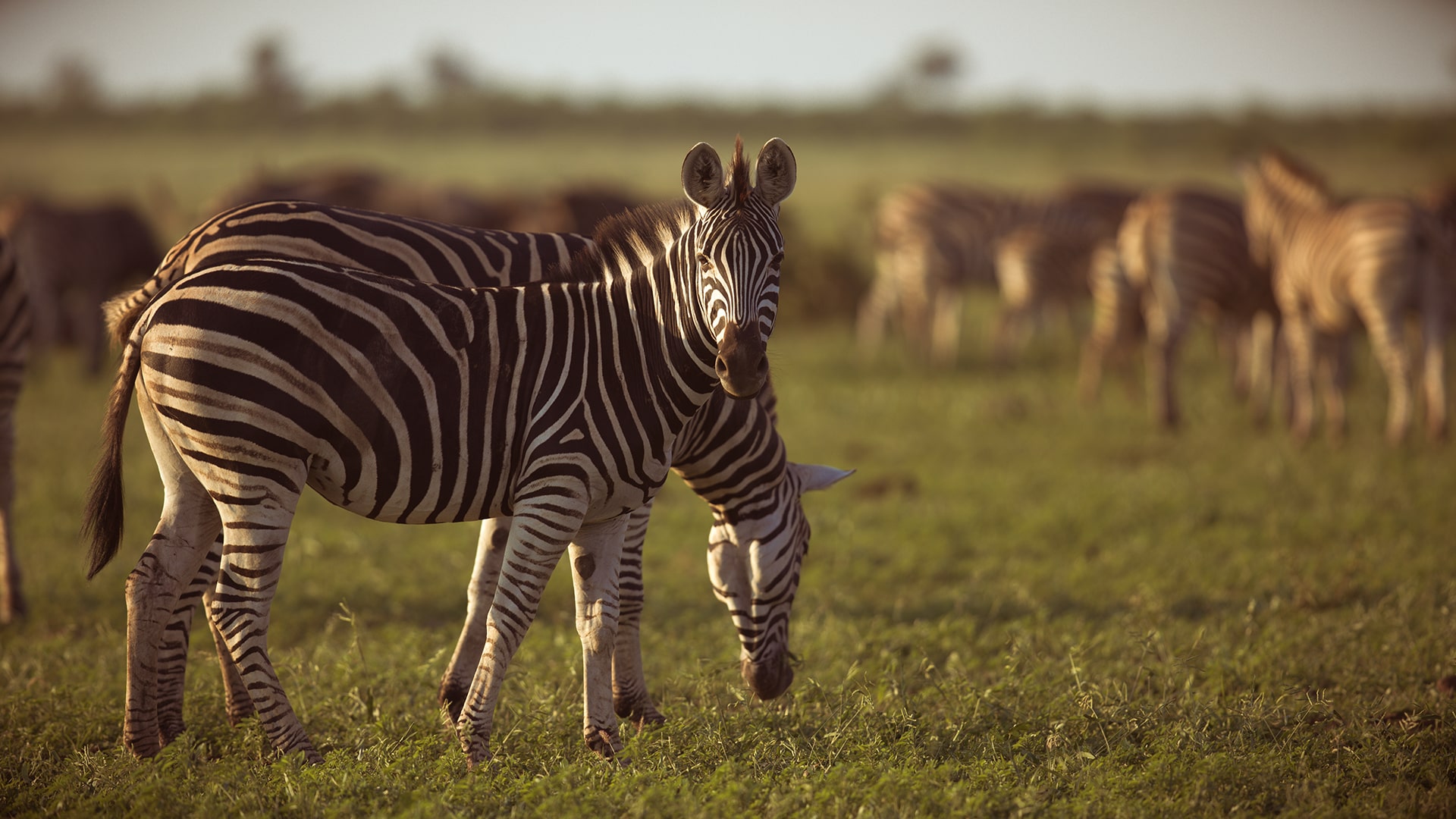 ngorongoro