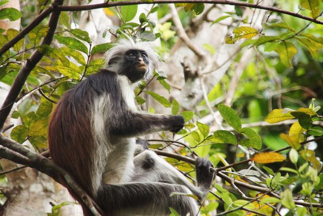 red-monkey-